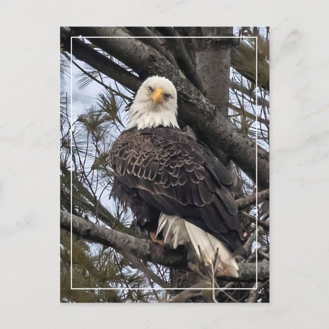 Bald Eagle Looking At Me Postcard (Front)