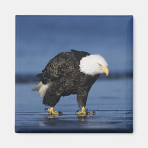 Bald Eagle Magnet