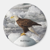 Bald Eagle magnet