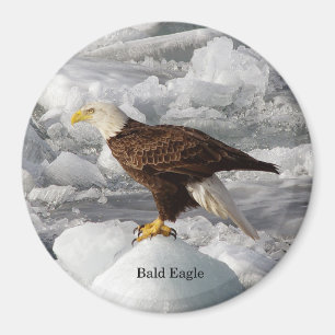 Bald Eagle magnet