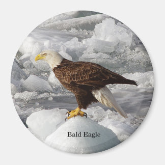 Bald Eagle magnet