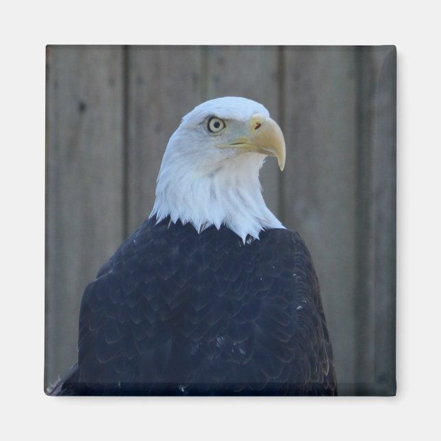 Bald Eagle Magnet (Front)