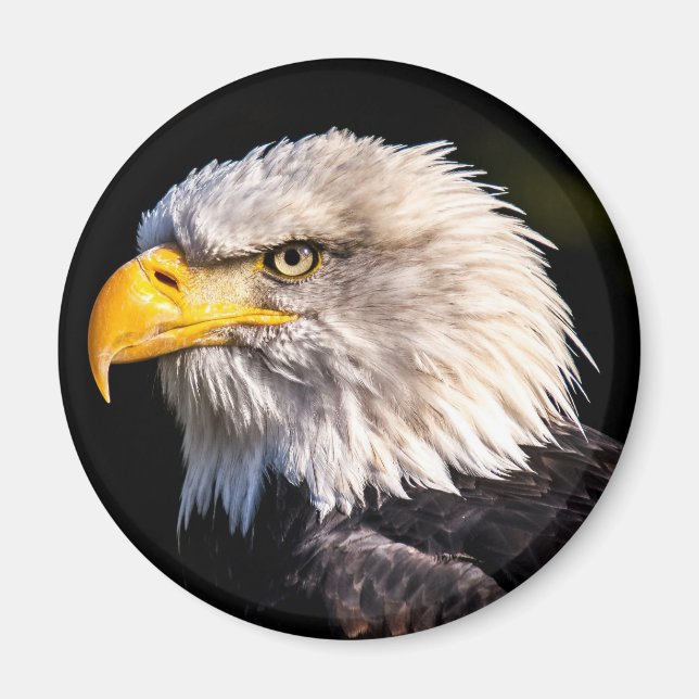 Bald Eagle Magnet (Front)