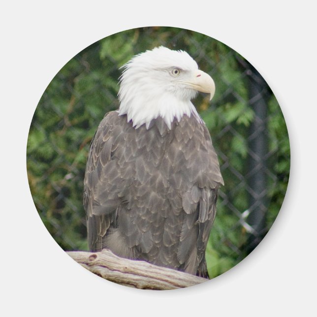 bald eagle magnet (Front)