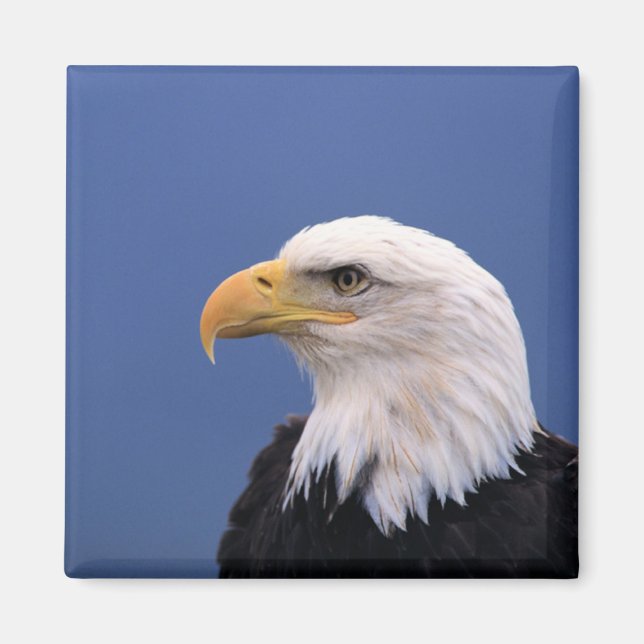 Bald Eagle Magnet (Front)