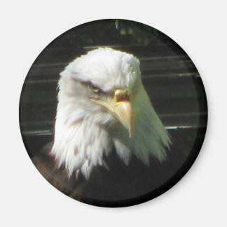 Bald Eagle Magnet