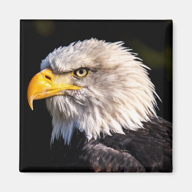 Bald Eagle Magnet (Front)