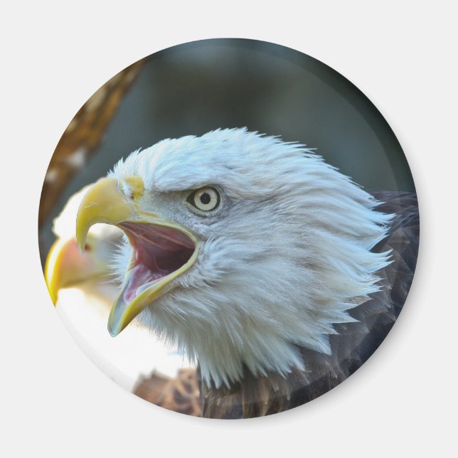 Bald Eagle Magnet (Front)