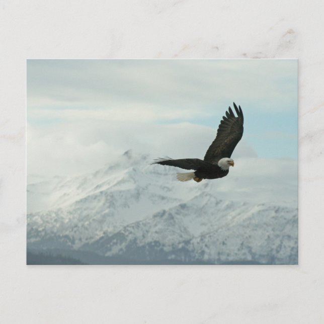 Bald eagle & mountains postcard (Front)