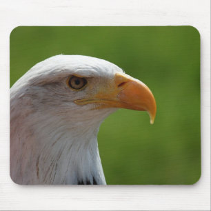 Bald eagle mouse pad