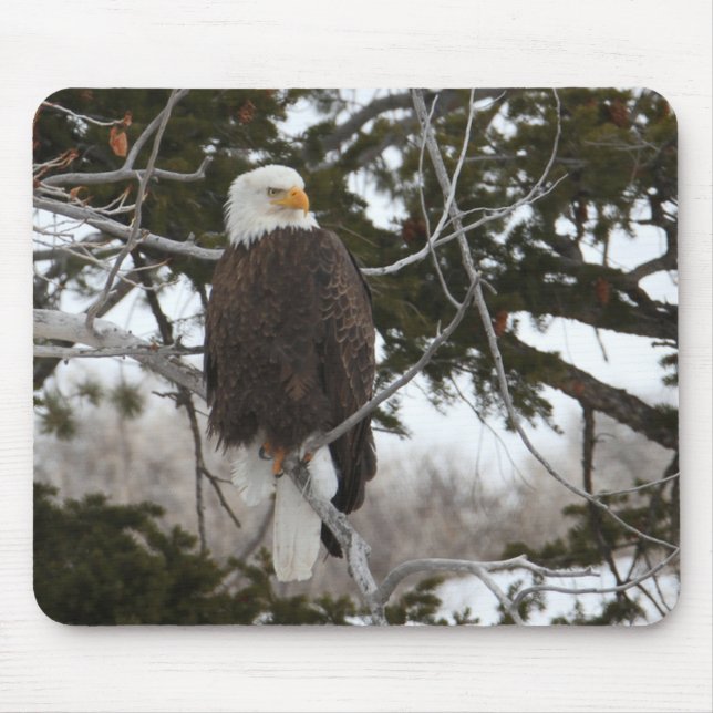 Bald Eagle Mouse Pad (Front)