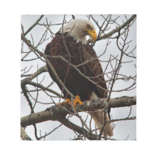 Bald Eagle Notepad
