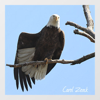 Bald Eagle Of Columbiana Ohio