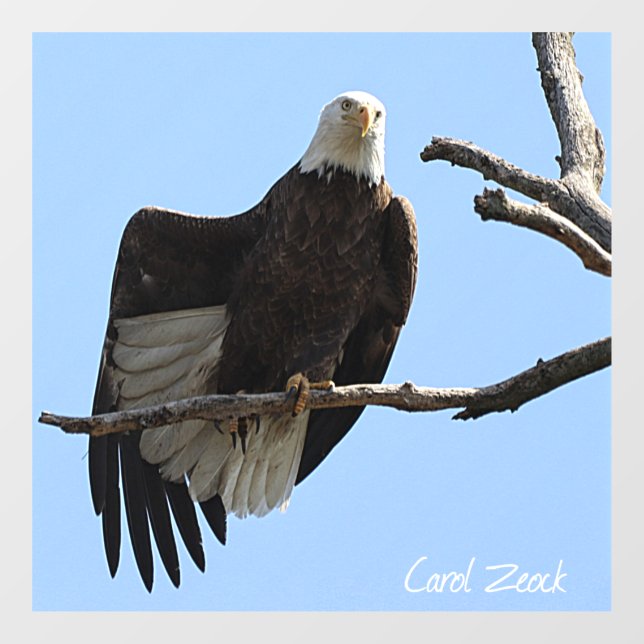 Bald Eagle Of Columbiana Ohio (Sheet)