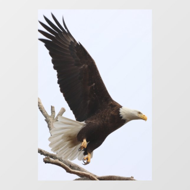 Bald Eagle Of Columbiana, Ohio (Sheet)