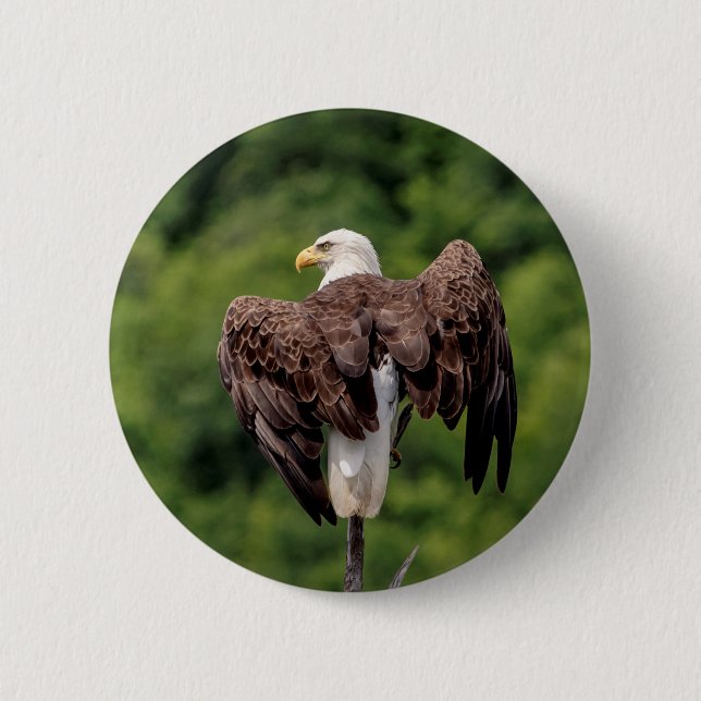 Bald Eagle on a branch 6 Cm Round Badge (Front)