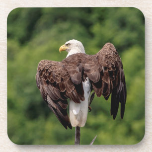 Bald Eagle on a branch Coaster