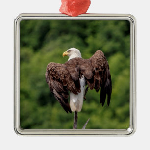 Bald Eagle on a branch Metal Tree Decoration