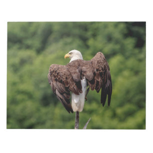 Bald Eagle on a branch Notepad