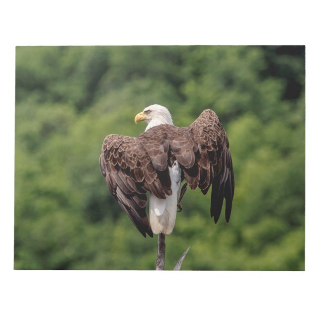 Bald Eagle on a branch Notepad (Front)