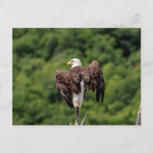 Bald Eagle on a branch Postcard