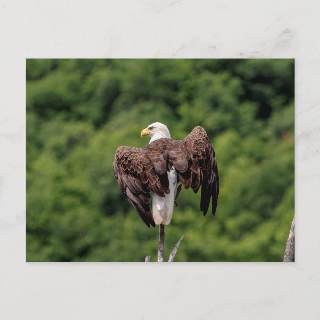 Bald Eagle on a branch Postcard (Front)