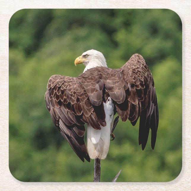 Bald Eagle on a branch Square Paper Coaster (Front)