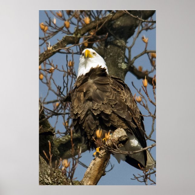 Bald Eagle On A High Perch Poster (Front)