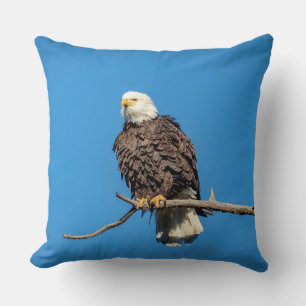 Bald Eagle on a tree branch Cushion