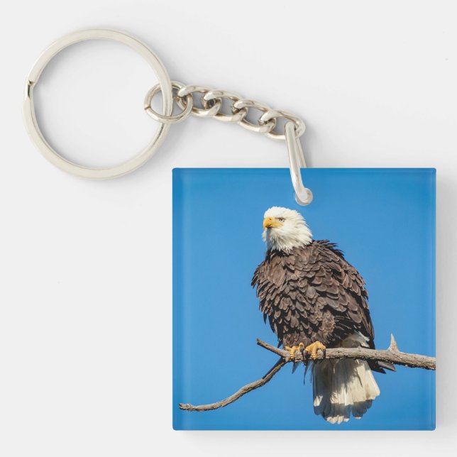 Bald Eagle on a tree branch Key Ring (Front)