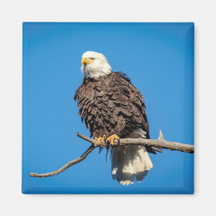 Bald Eagle on a tree branch Magnet