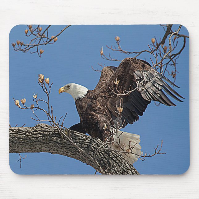 Bald Eagle on a tree branch Mouse Pad (Front)