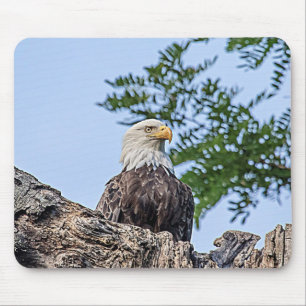 Bald Eagle on a tree branch Mouse Pad