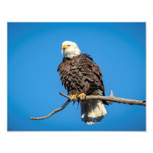 Bald Eagle on a tree branch Photo Print