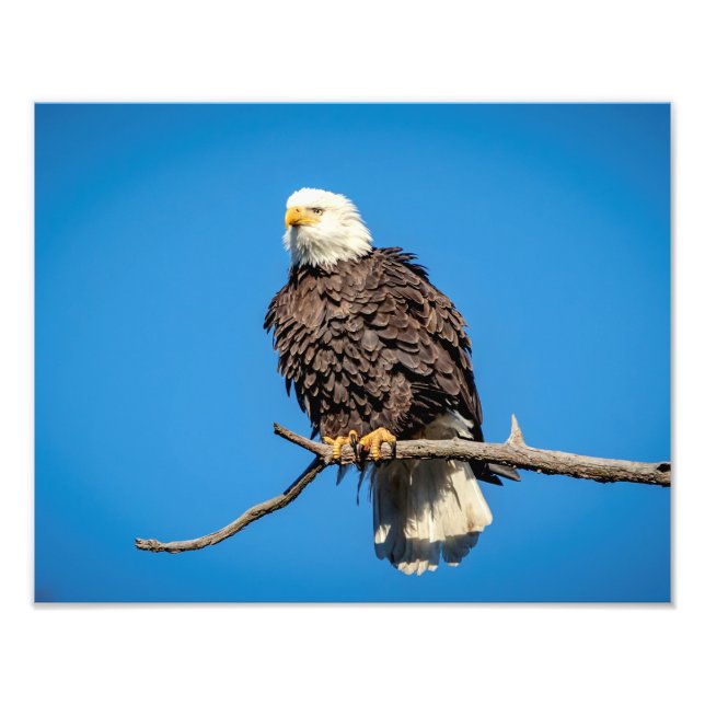 Bald Eagle on a tree branch Photo Print (Front)