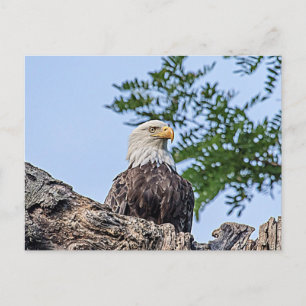 Bald Eagle on a tree branch Postcard