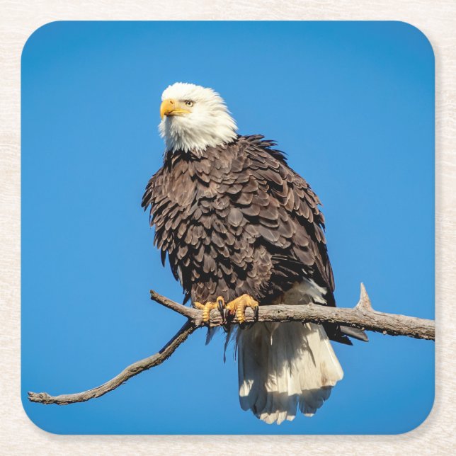 Bald Eagle on a tree branch Square Paper Coaster (Front)
