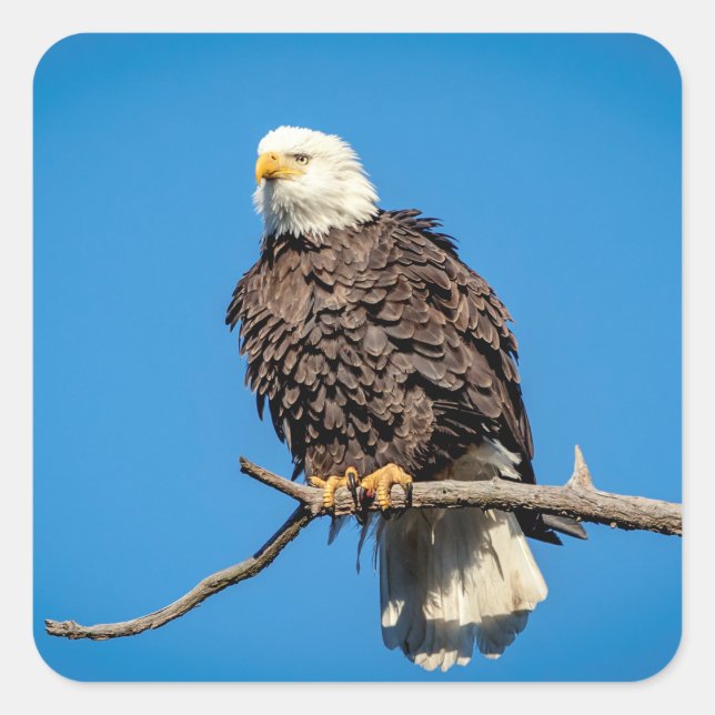 Bald Eagle on a tree branch Square Sticker (Front)