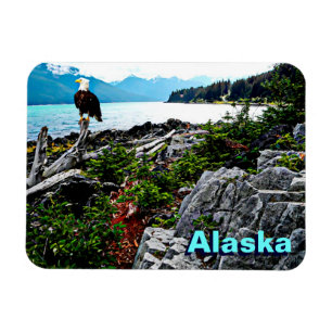 Bald Eagle On Alaska Coast Magnet