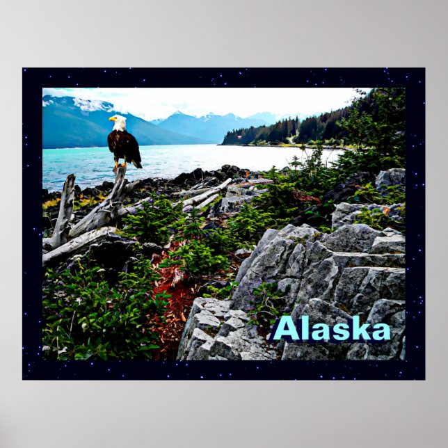 Bald Eagle On Alaska Coast Poster (Front)