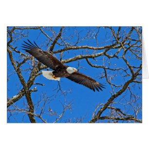 Bald Eagle On Blue