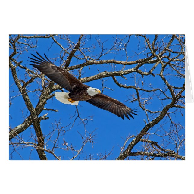 Bald Eagle On Blue (Front Horizontal)