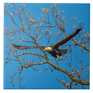 Bald Eagle On Blue Ceramic Tile