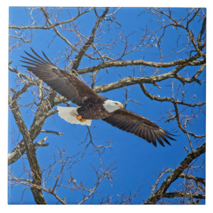 Bald Eagle On Blue Ceramic Tile