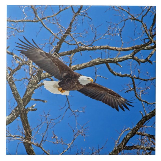 Bald Eagle On Blue Ceramic Tile (Front)