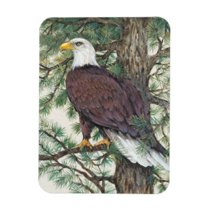 Bald Eagle on Branch Magnet