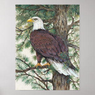 Bald Eagle on Branch Poster