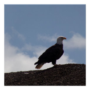 Bald Eagle on High Ground Glossy Poster