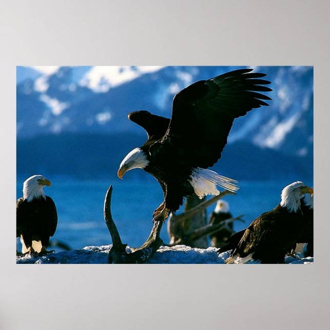 Bald Eagle on log poster (Front)