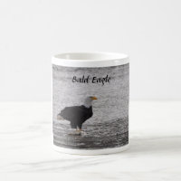 Bald Eagle on Salmon